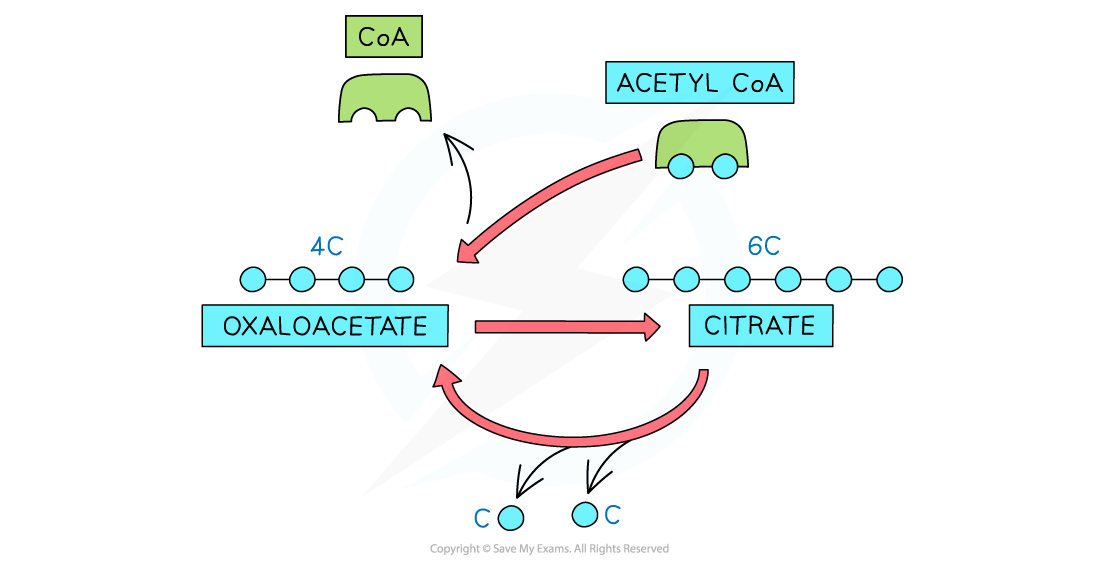 Regeneration-of-Oxaloacetate