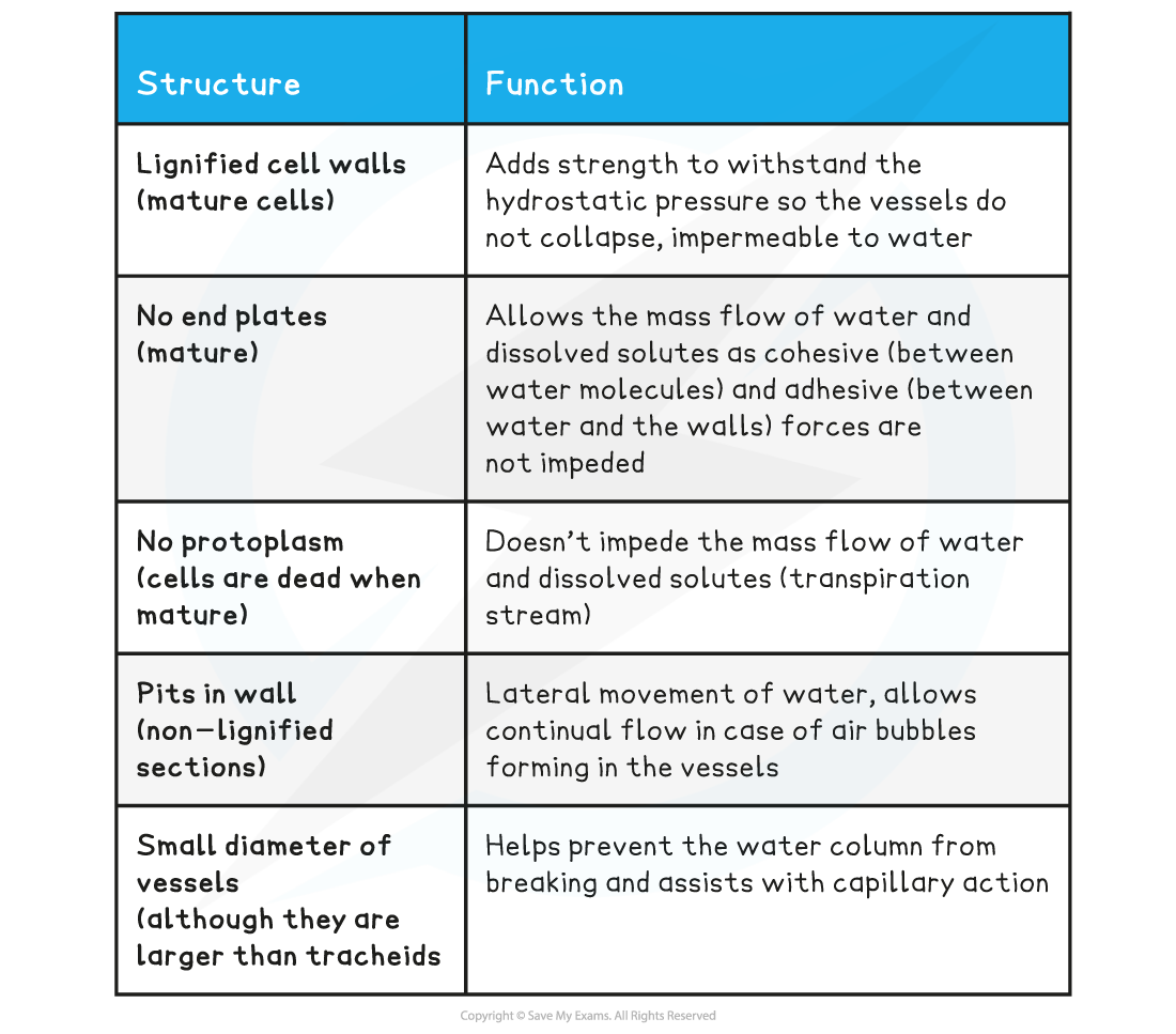 Relating-structure-function-in-xylem-vessel-elements-table