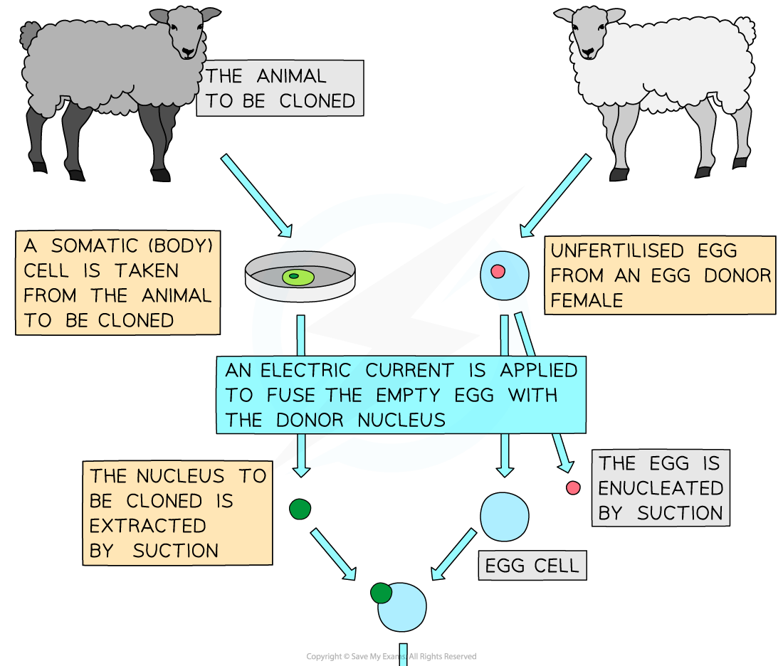 Reproductive-cloning-of-animals-1