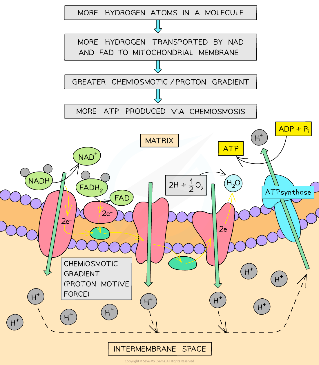 Respiratory-Substrate-Explained