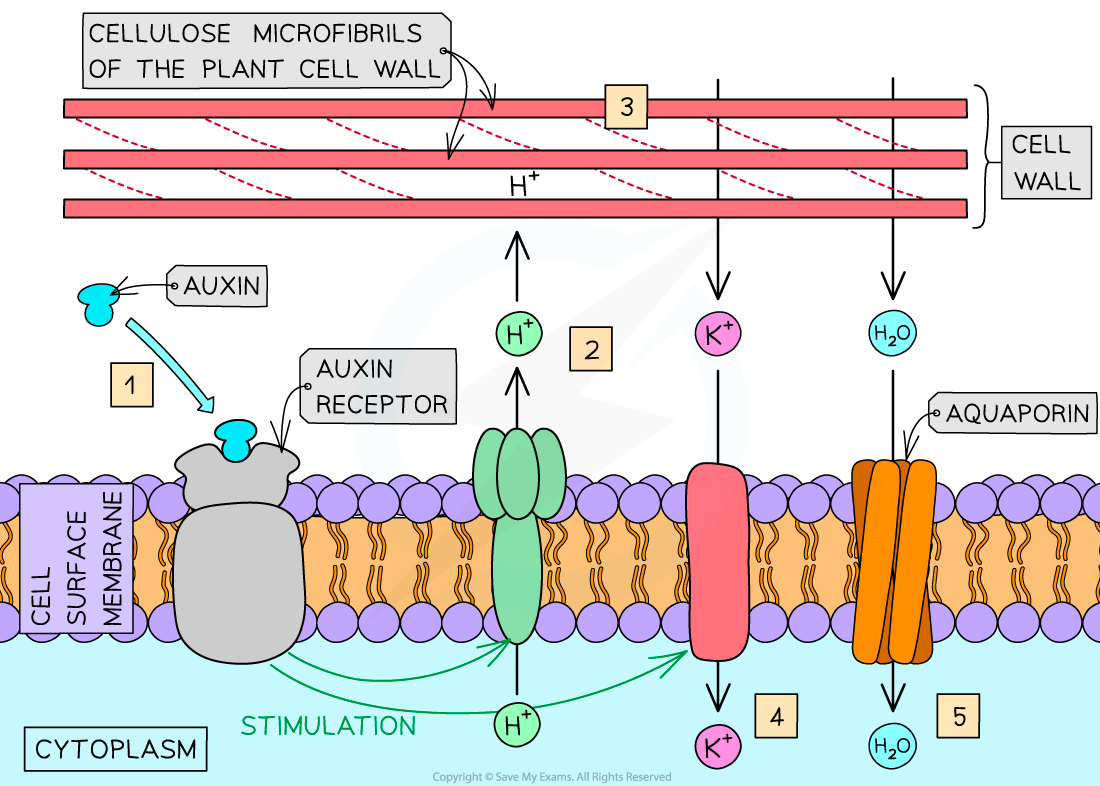 Role-of-auxin-in-elongation-growth-1