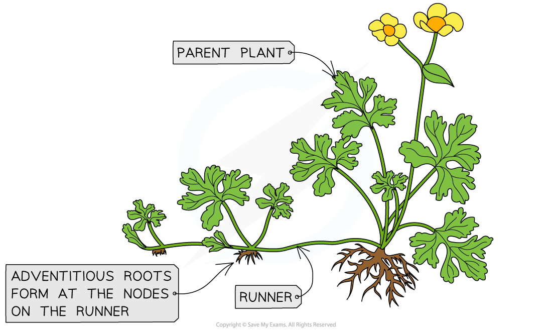 Runners-and-adventitious-roots
