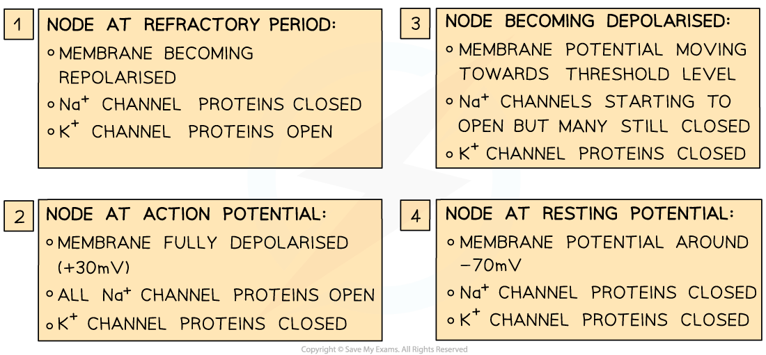 Saltatory-conduction-2