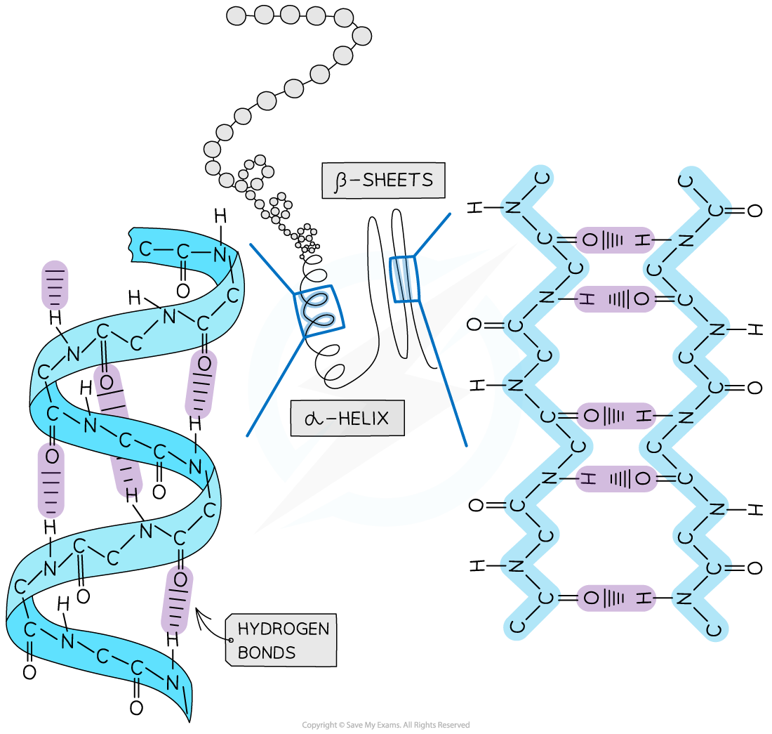 CIE A Level Biology 2 3 2 The Four Levels Of Protein Structure 