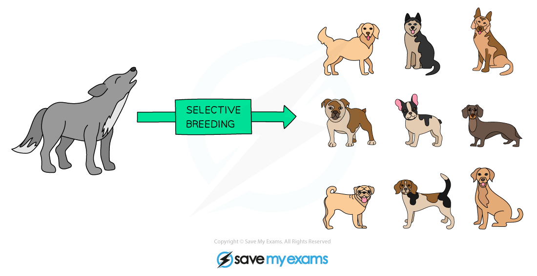 Selective-breeding-dogs