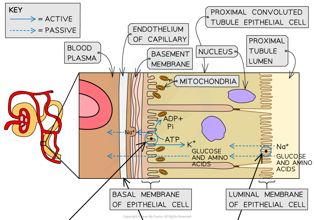 Selective-reabsorption-in-the-proximal-convoluted-tubule-1_1