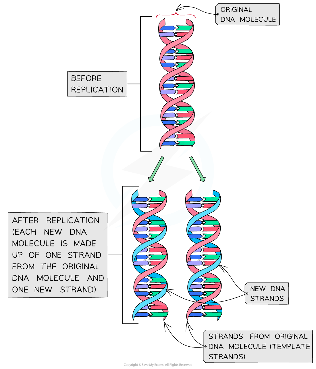 Semi-conservative-replication-of-DNA