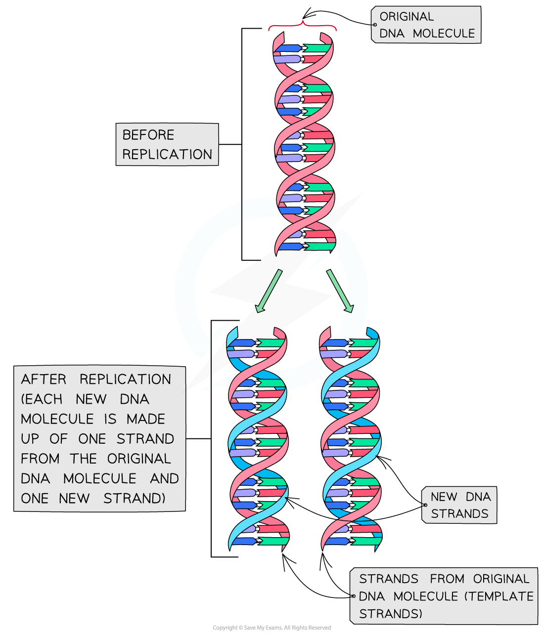 Why Is Dna Replication Called Semi Conservative Quizlet