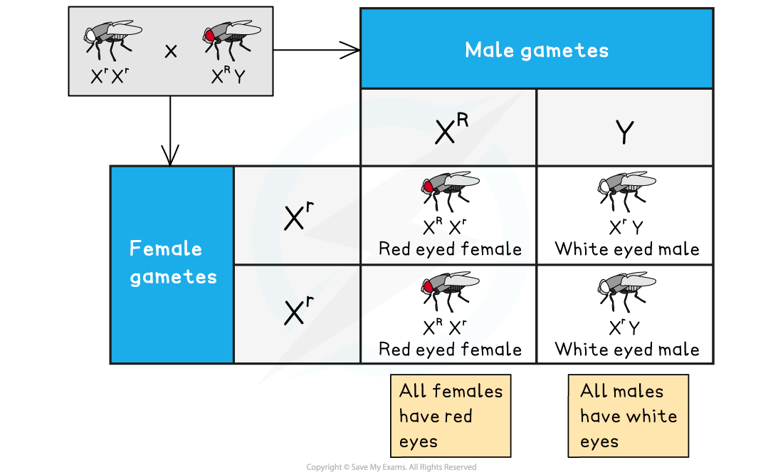 Sex-linkage-in-drosophila
