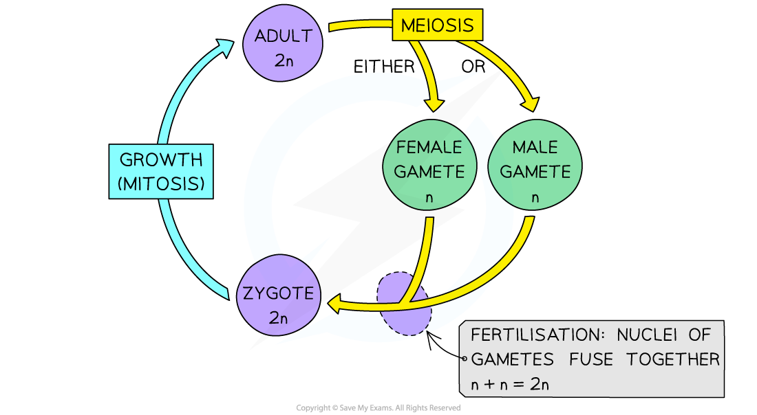 Sexual-life-cycle