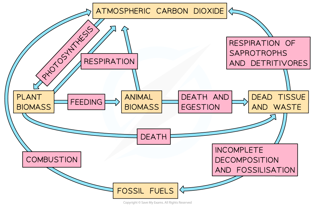Simple-Carbon-Cycle