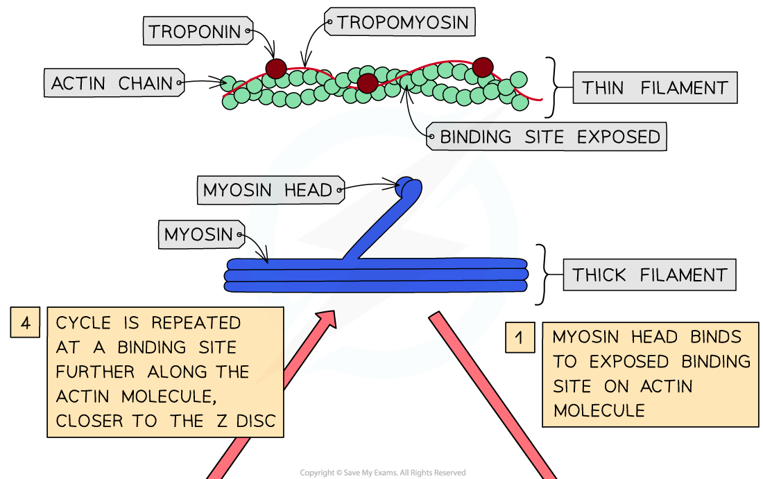 cie a level biology复习笔记15 1 12 sliding filament model of muscular