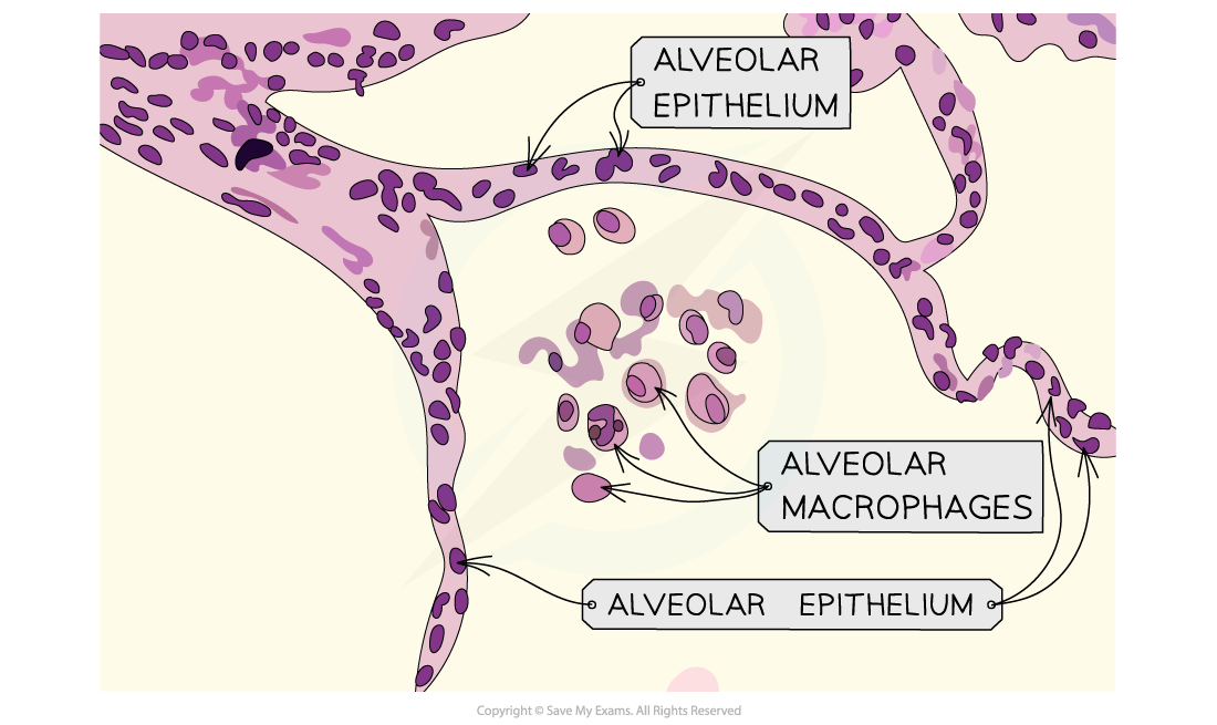 Squamous-Epithelium-Light-Micrograph