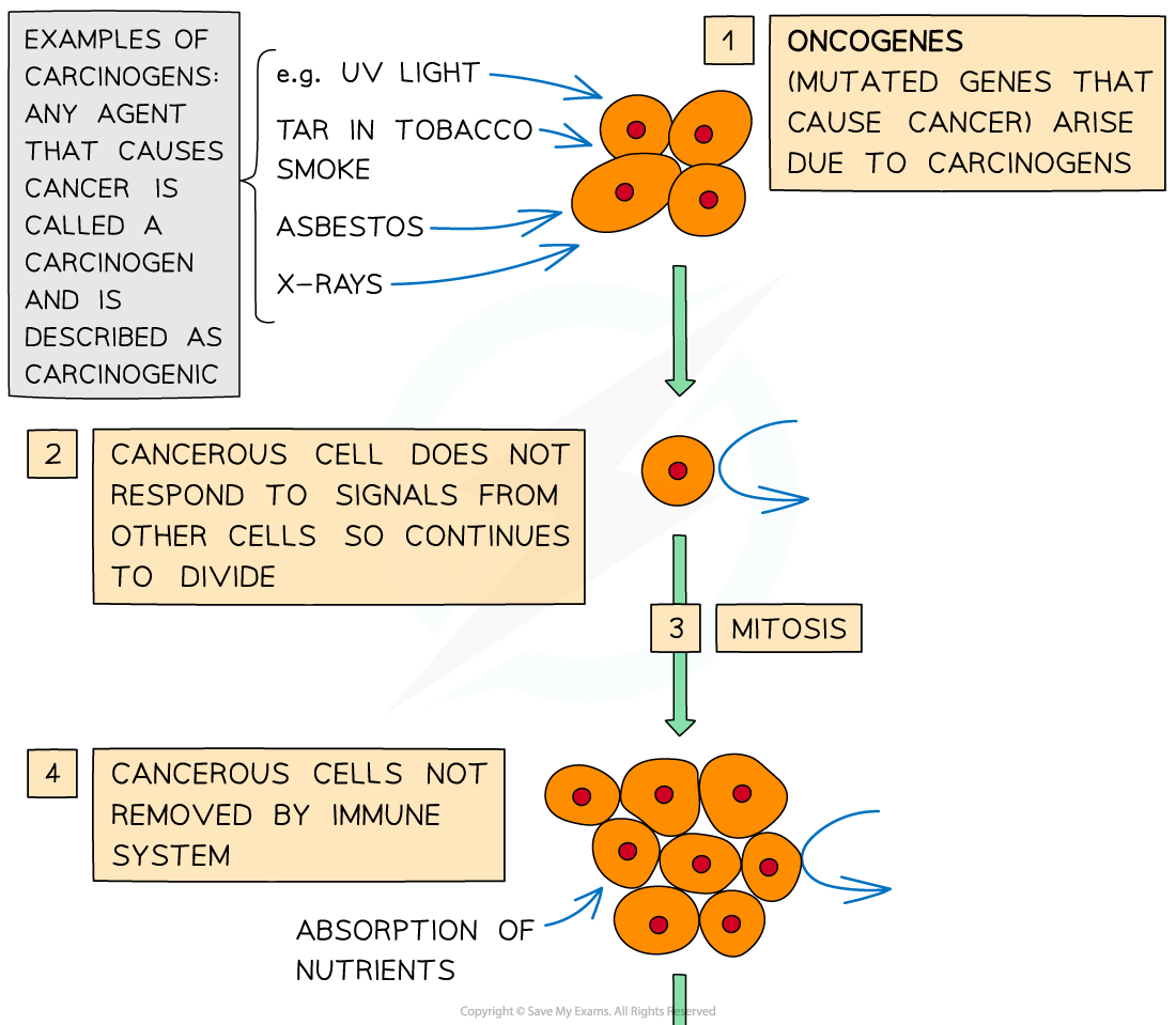 Stages-in-the-development-of-cancer-1