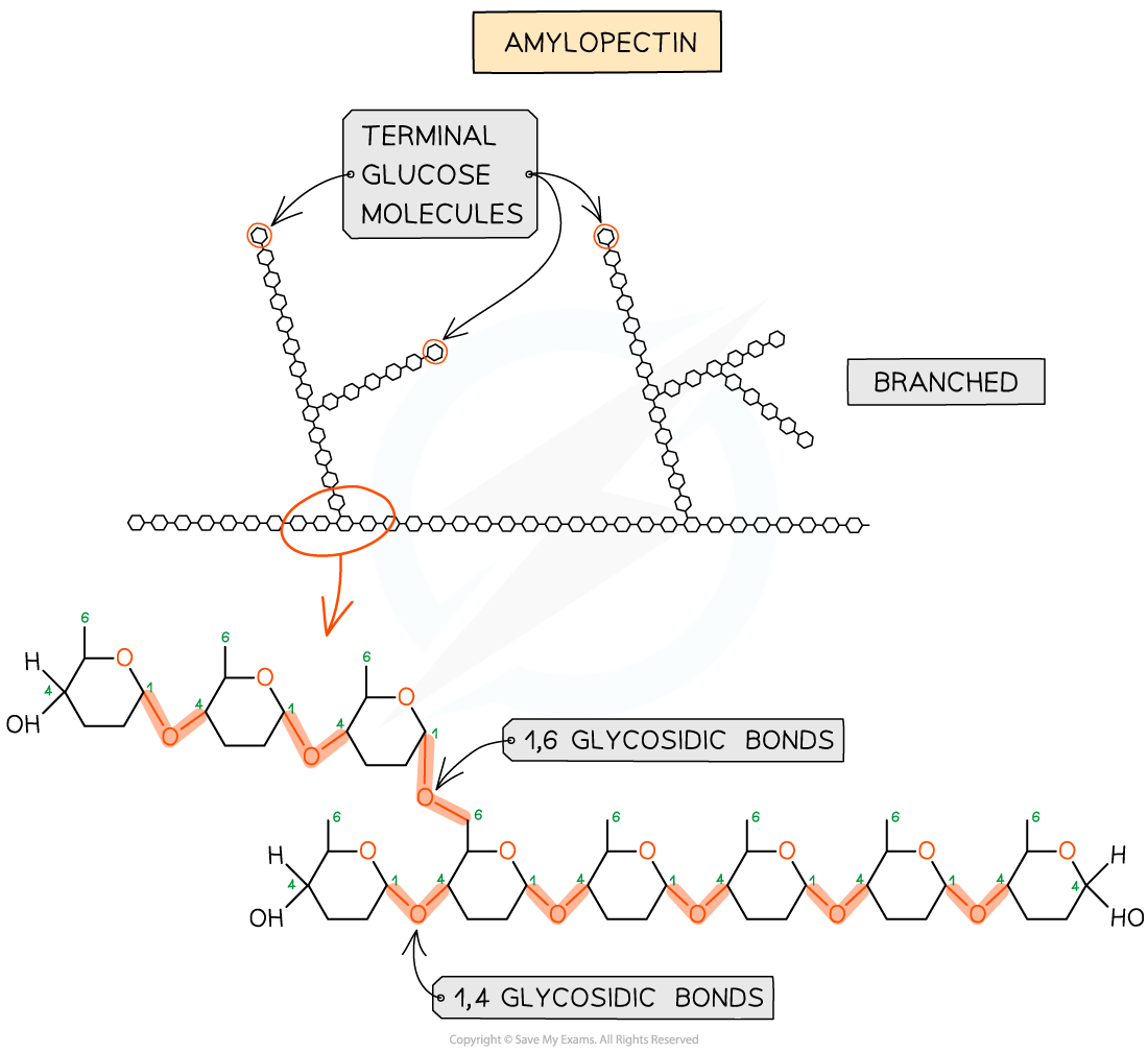 Starch-and-Glycogen_-Amylopectin