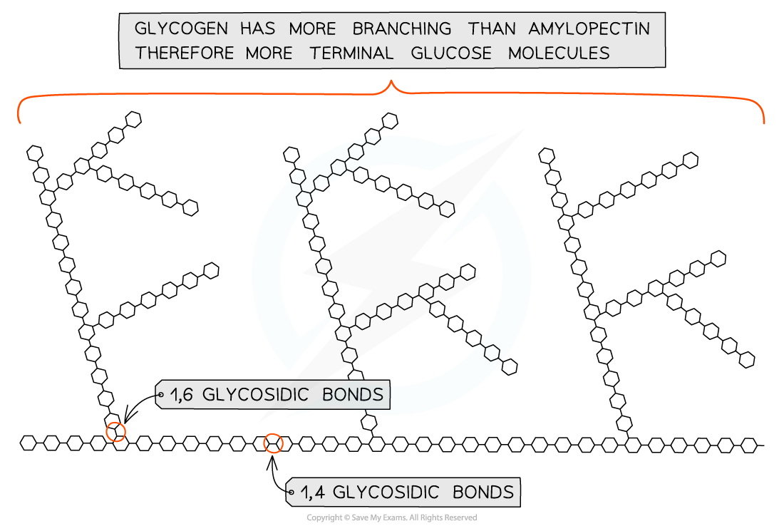 Starch-and-Glycogen_-Glycogen