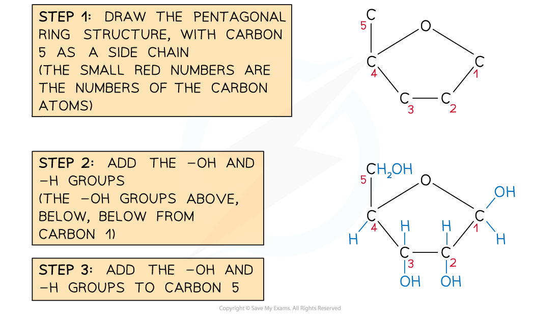 Steps-in-Drawing-Ribose