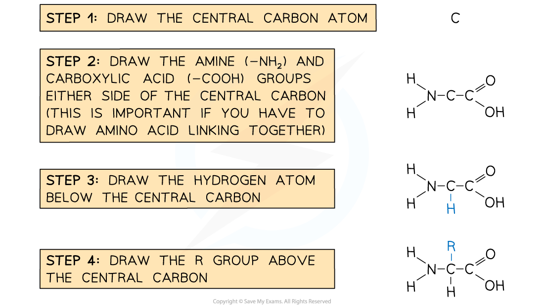 Steps-in-Drawing-a-Generalised-Amino-Acid
