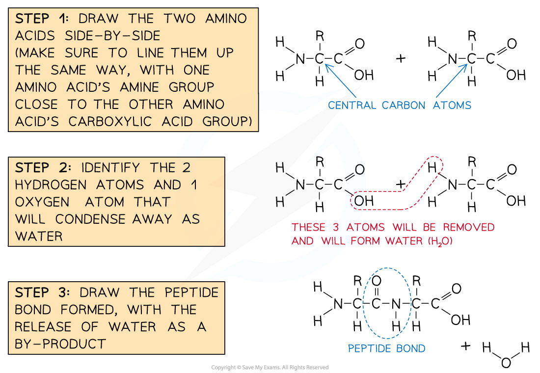 Steps-in-Drawing-a-Peptide-Bond-Formation