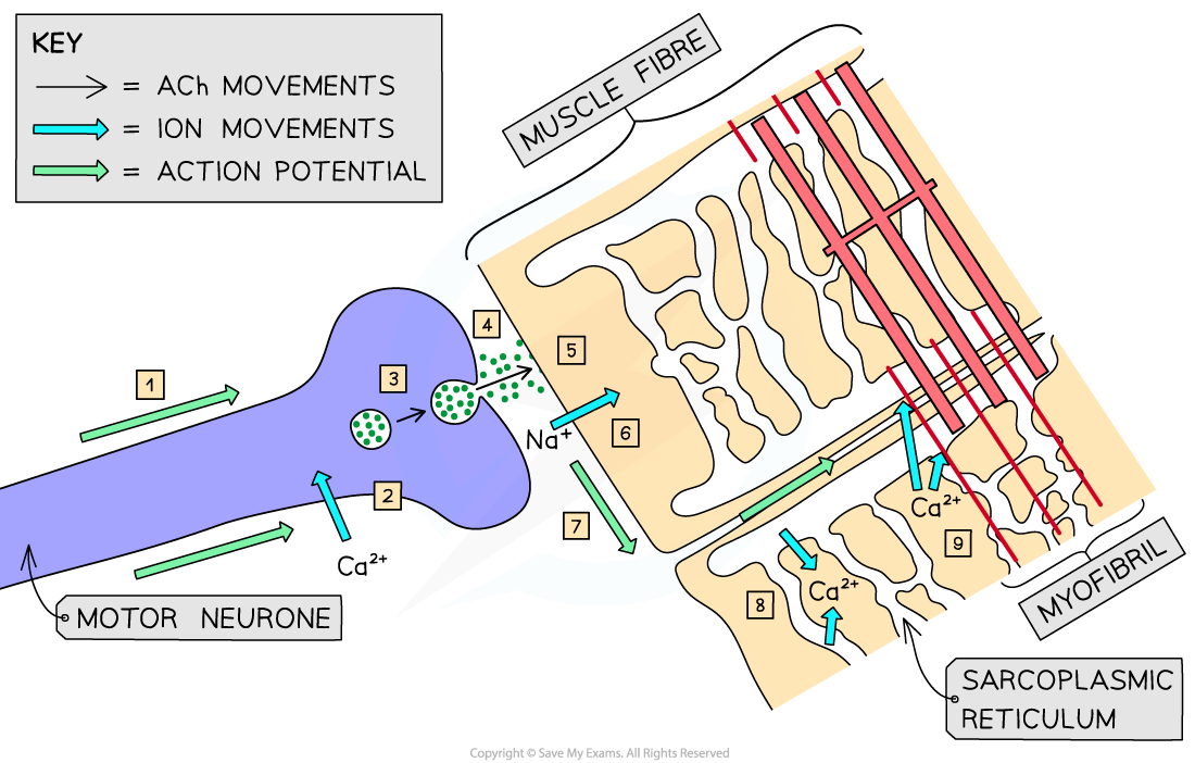 Stimulation-of-muscle-contraction-1