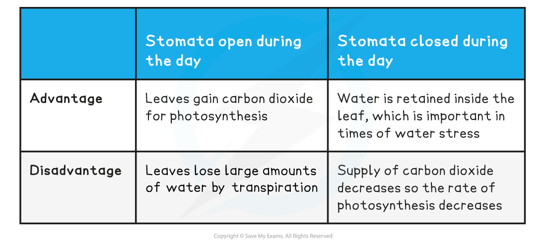 Stomata-table-2