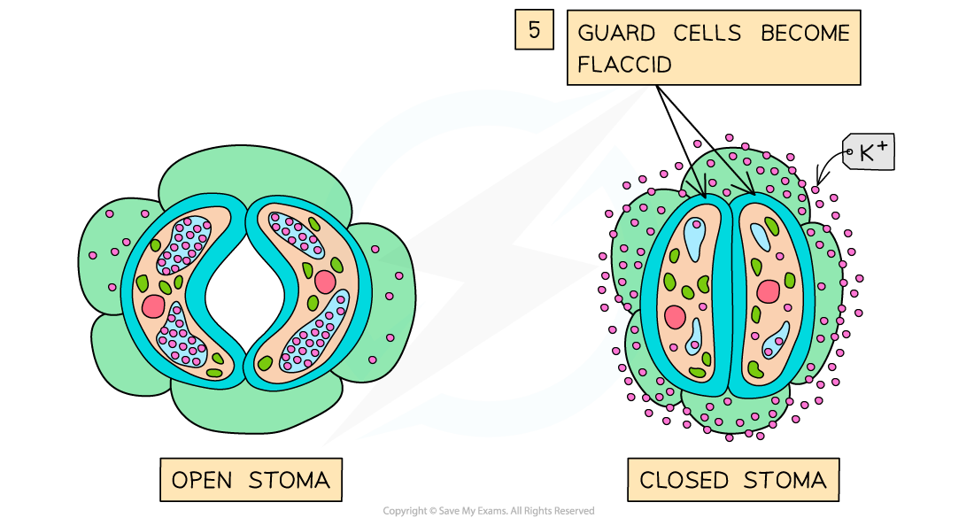 Stomatal-closure-due-to-ABA-2