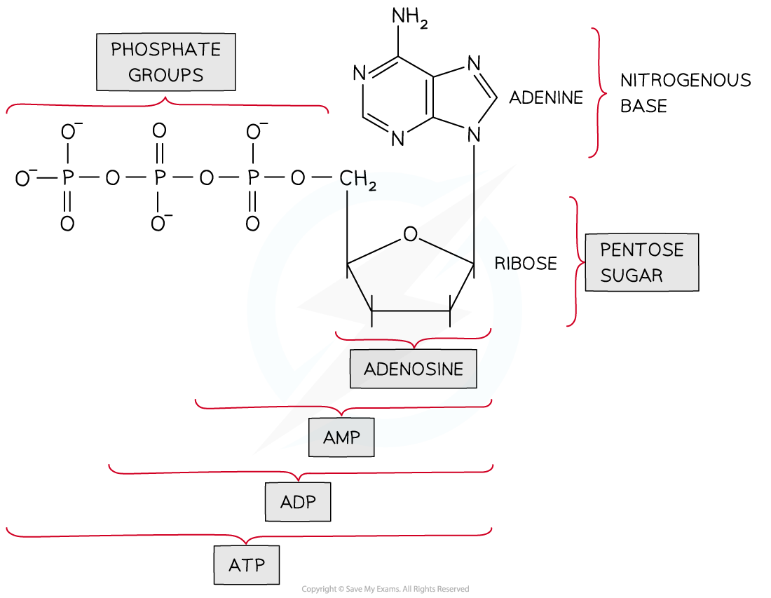 Structure-of-ATP