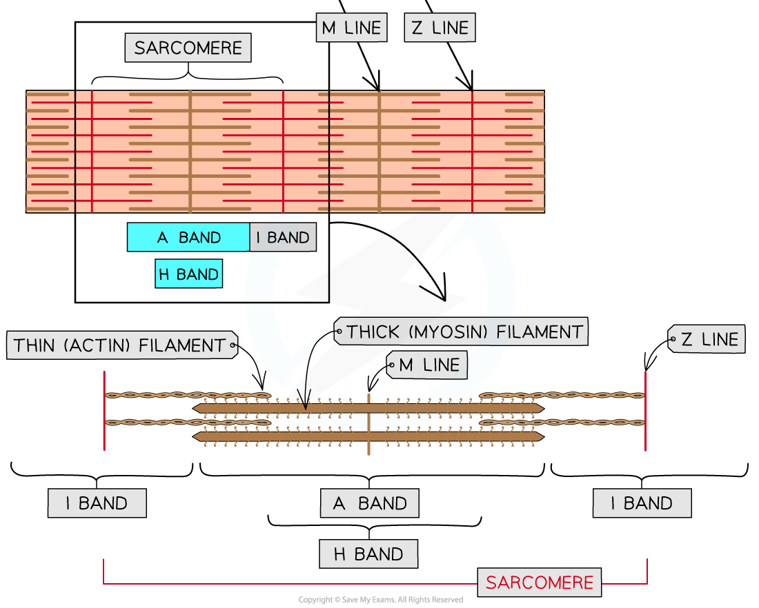 Structure-of-a-myofibril-2