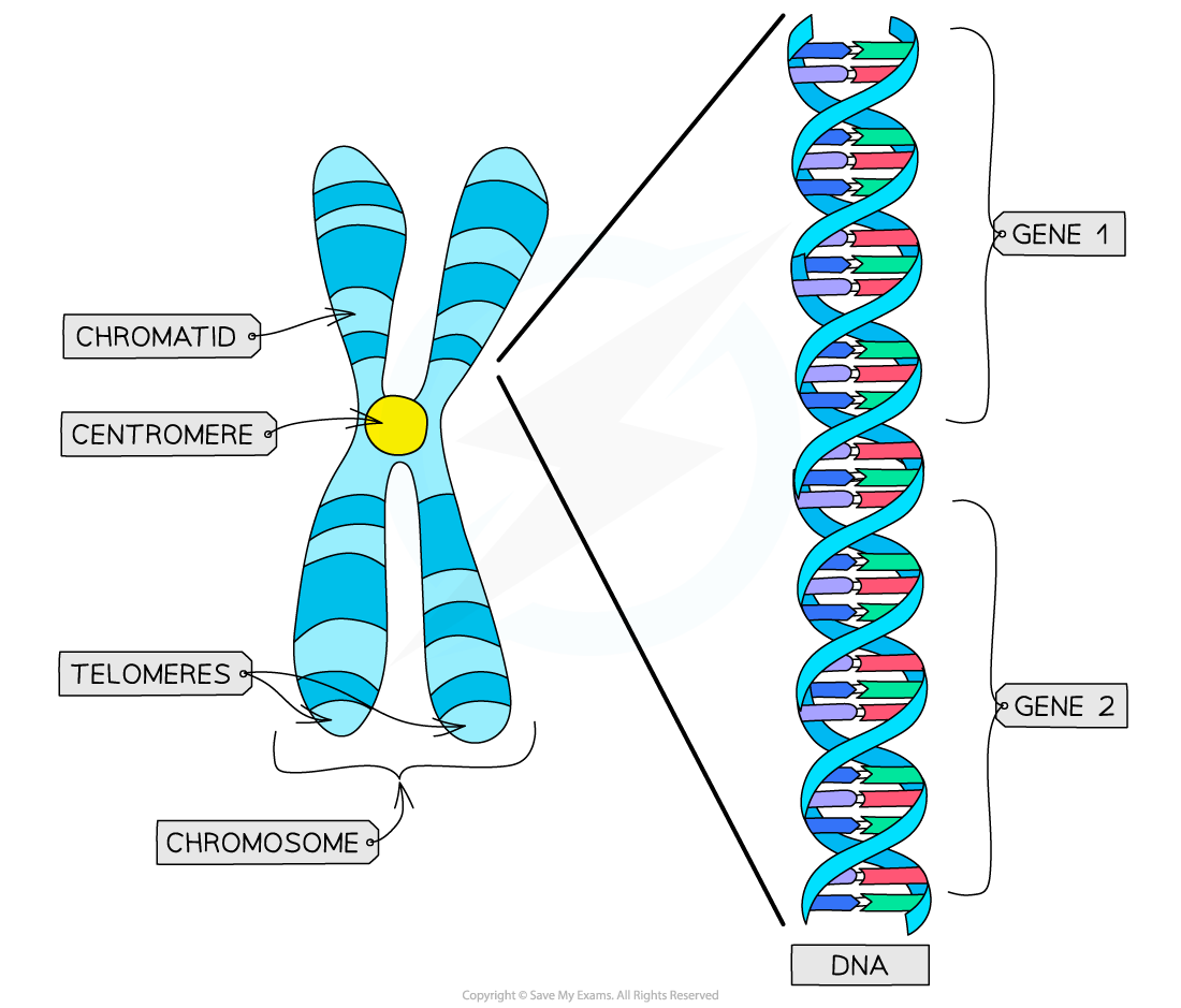 CIE A Level Biology 5 1 1 Chromosome Structure 