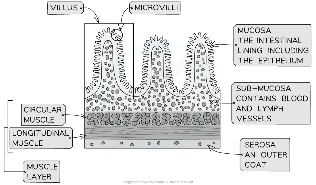 Structure-of-the-wall-of-the-small-intestine