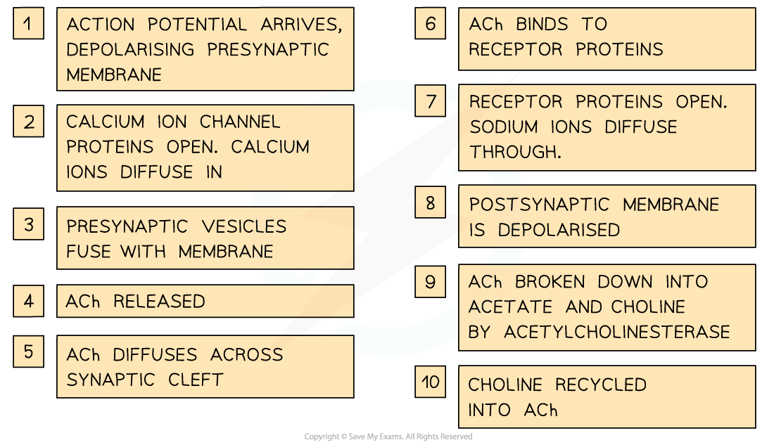 Synaptic-transmission-using-acetylcholine-2