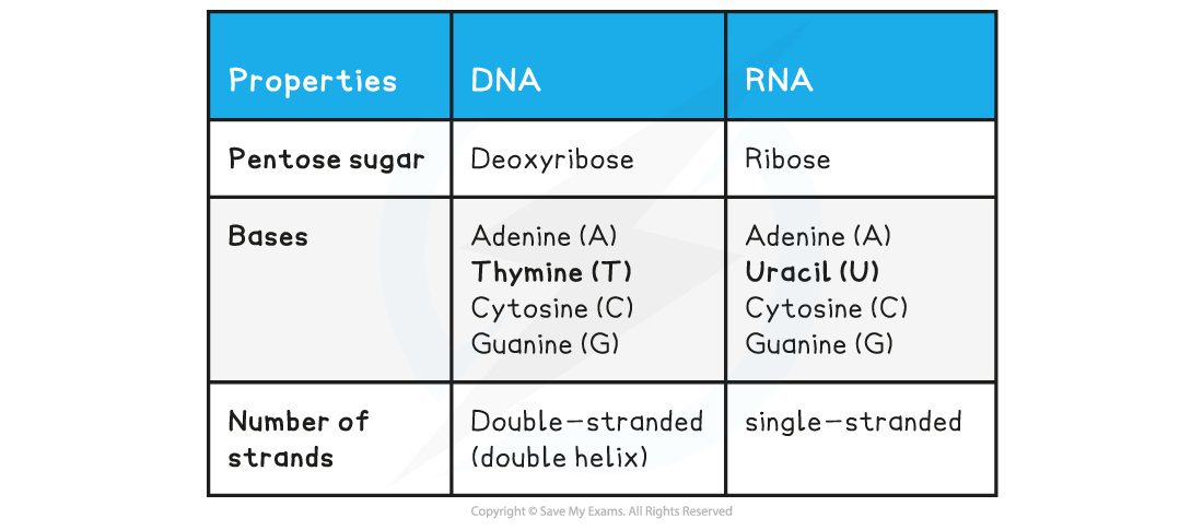 Table-25-Nucleotide-structure
