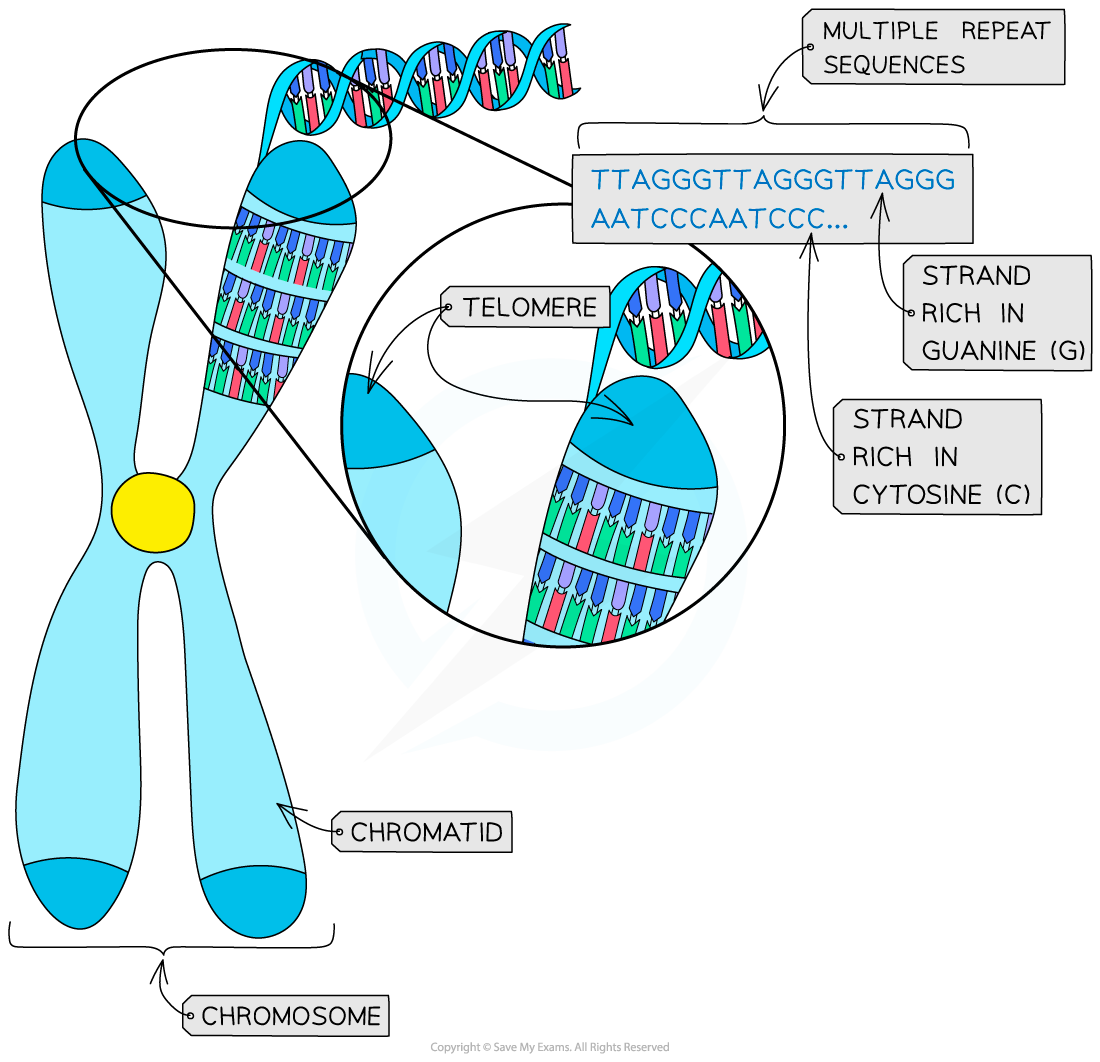 Telomere-with-multiple-repeat-sequences