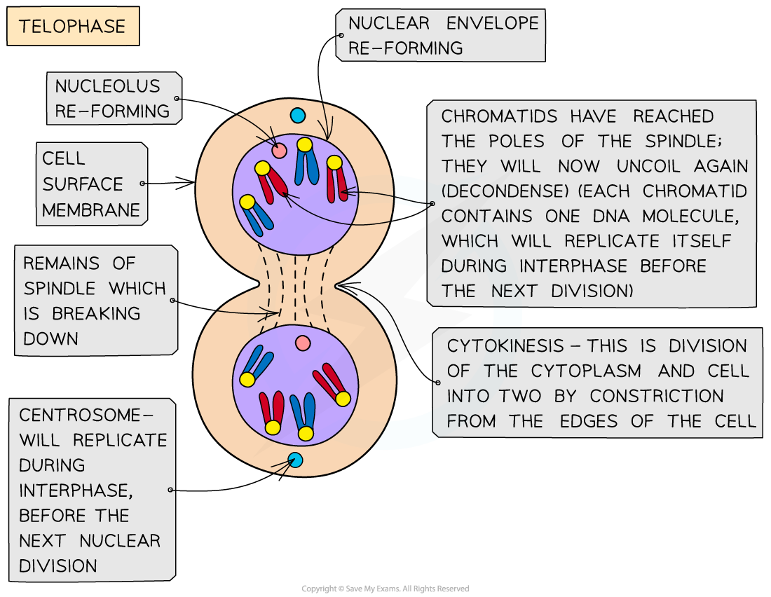 Telophase-of-mitosis