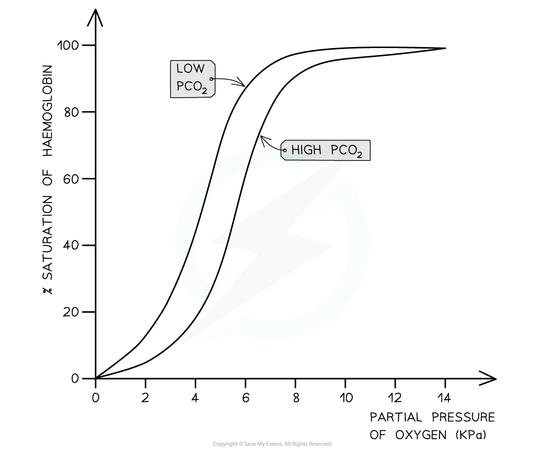 The-Bohr-Effect