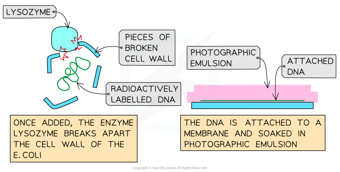 The-Cairns-technique-of-using-autoradiography-to-view-DNA-2