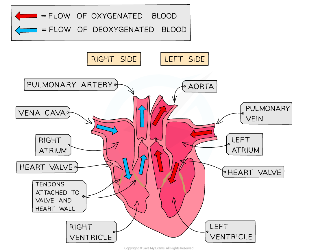 Head hearts перевод. Heart structure. The structure and function of the Heart. The structure of the Heart Chambers. Сердце на две части.