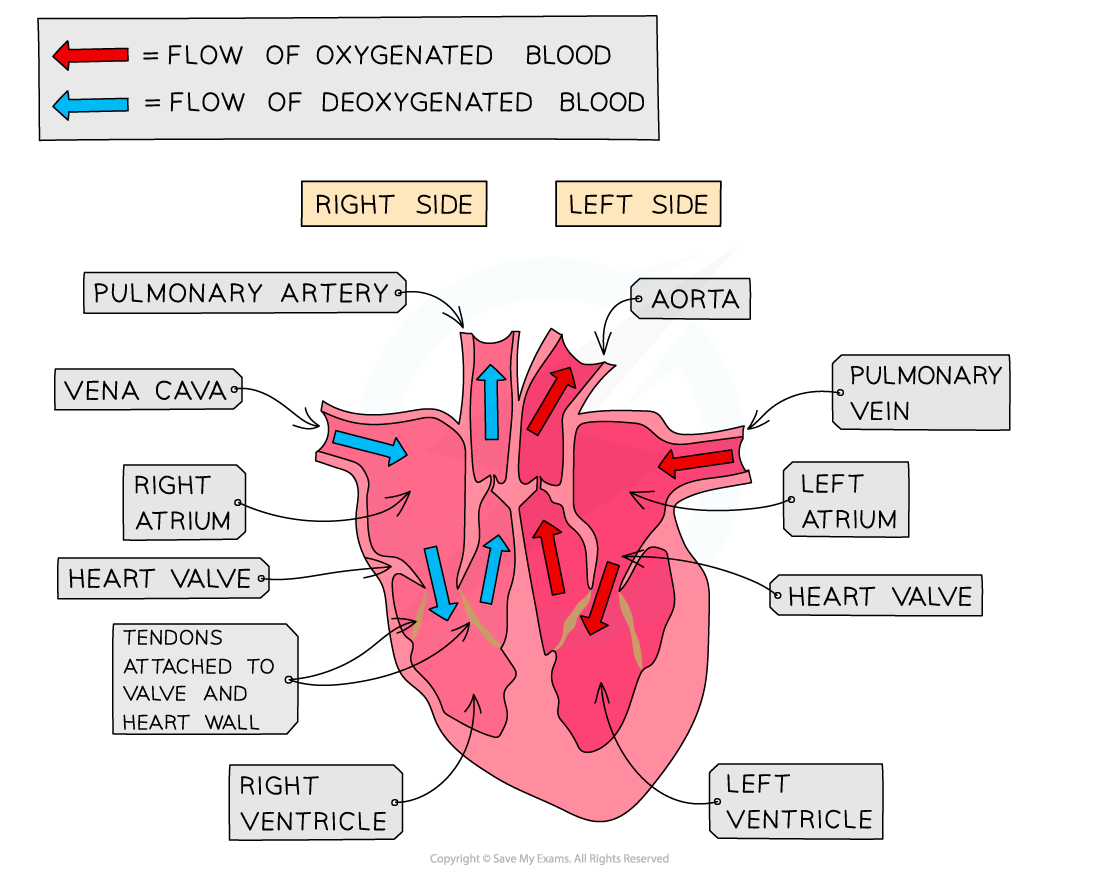 CIE A Level Biology 8 3 1 Structure Of The Heart 