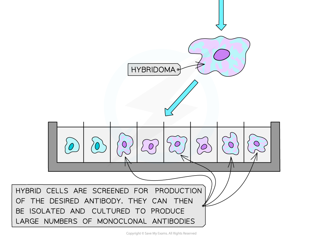 The-Hybridoma-Method-2