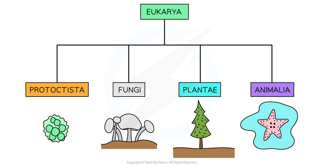 CIE A Level Biology 18 1 4 Kingdoms 