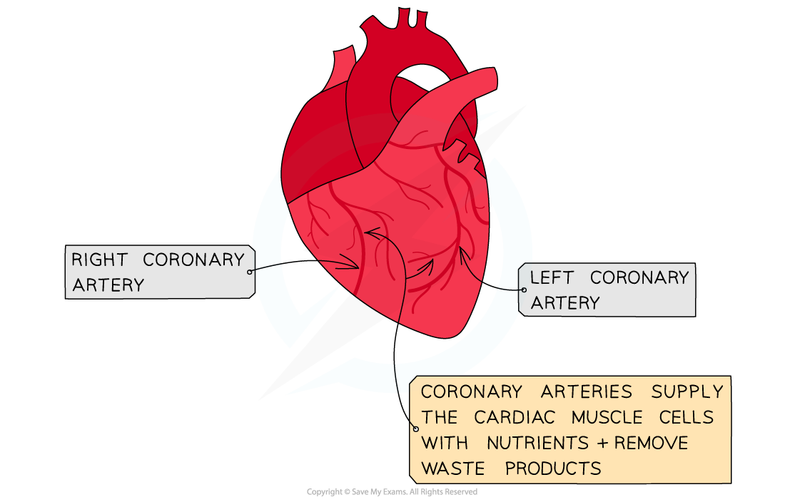 Cie A Level Biology复习笔记831 Structure Of The Heart 翰林国际教育 7913