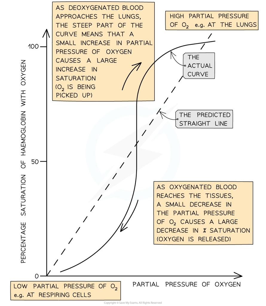 The-Oxygen-Dissociation-Curve_1