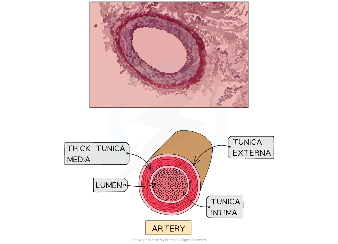The-Structure-of-an-Artery