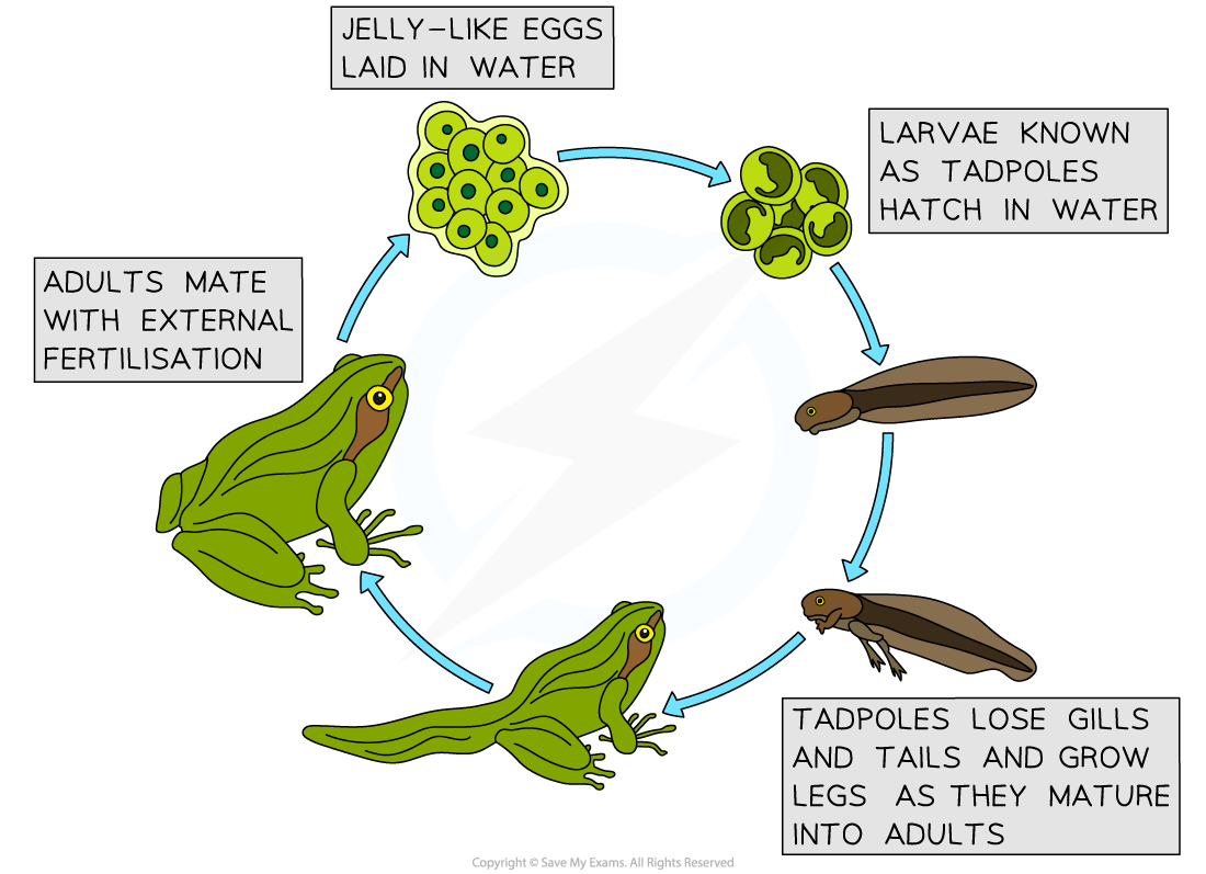 The-amphibian-life-cycle