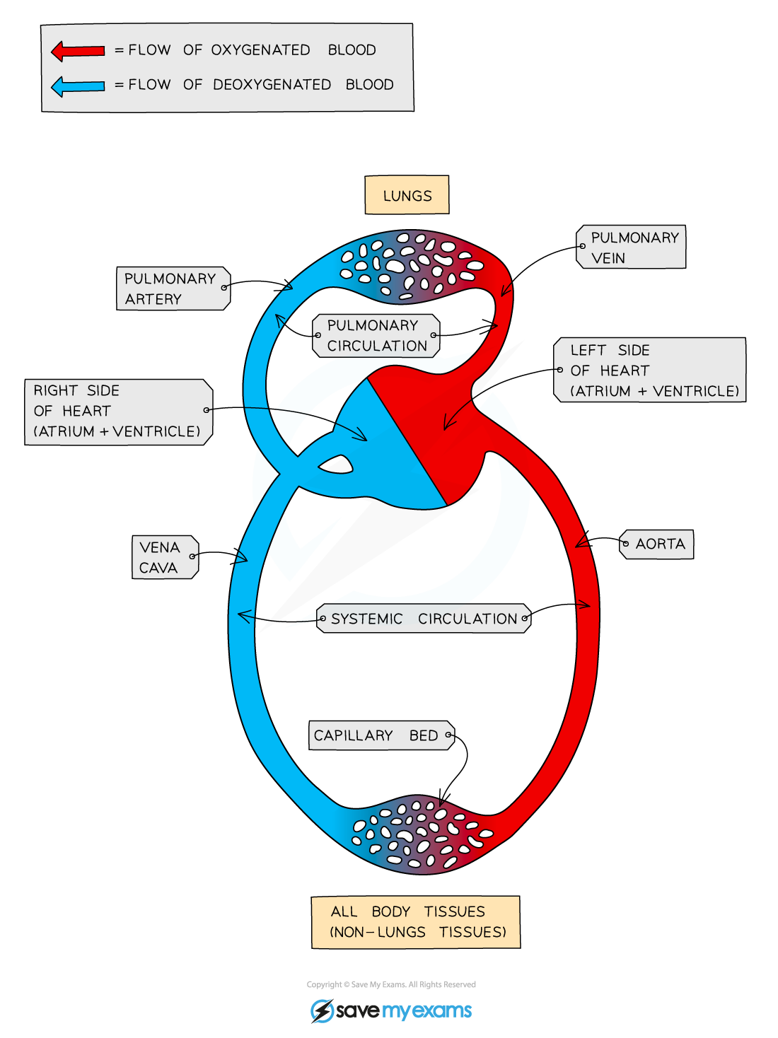 CIE A Level Biology 8 1 1 Circulatory Systems 