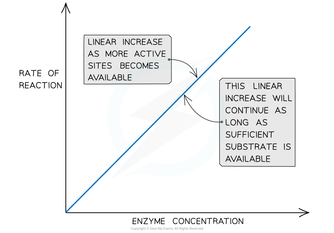 The-effect-of-enzyme-concentration-on-an-enzyme-catalysed-reaction