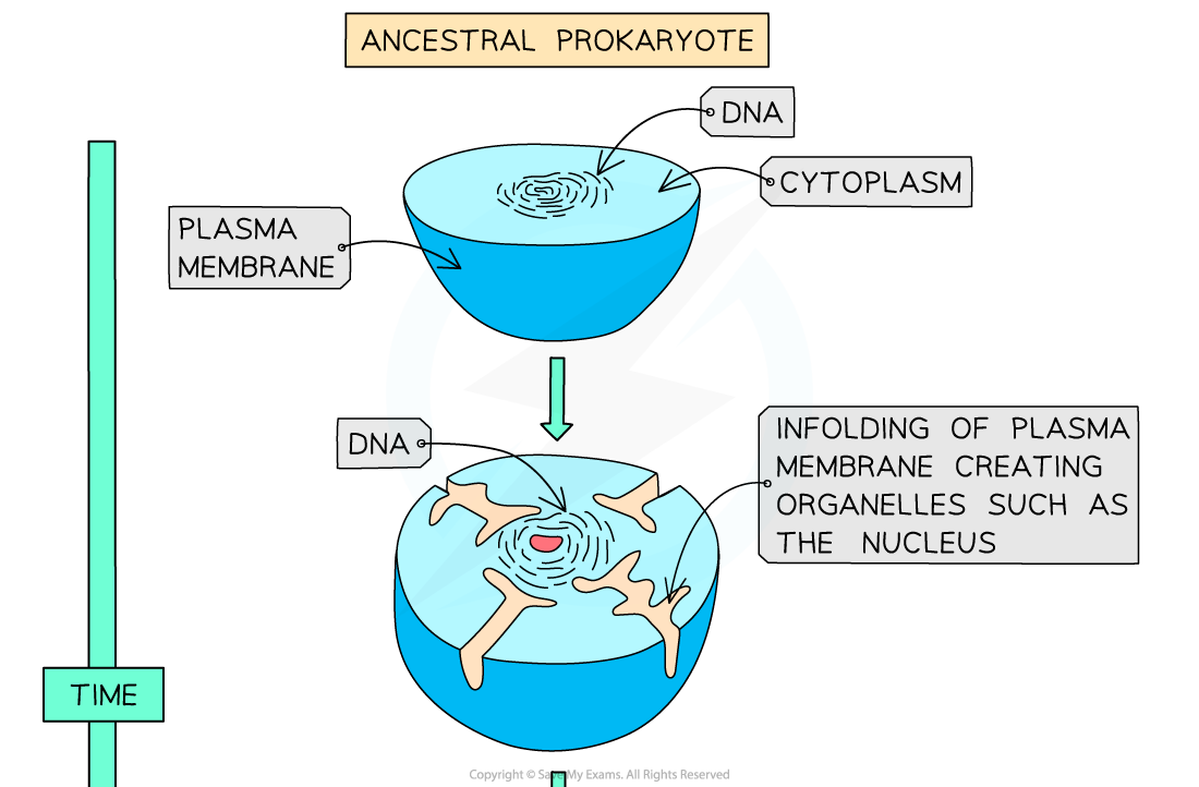 The-endosymbiotic-theory-%E2%80%93-an-explanation-for-the-evolution-of-eukaryotic-cells-1