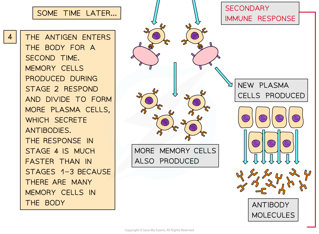 The-function-of-B-lymphocytes-during-a-primary-and-secondary-immune-response-2