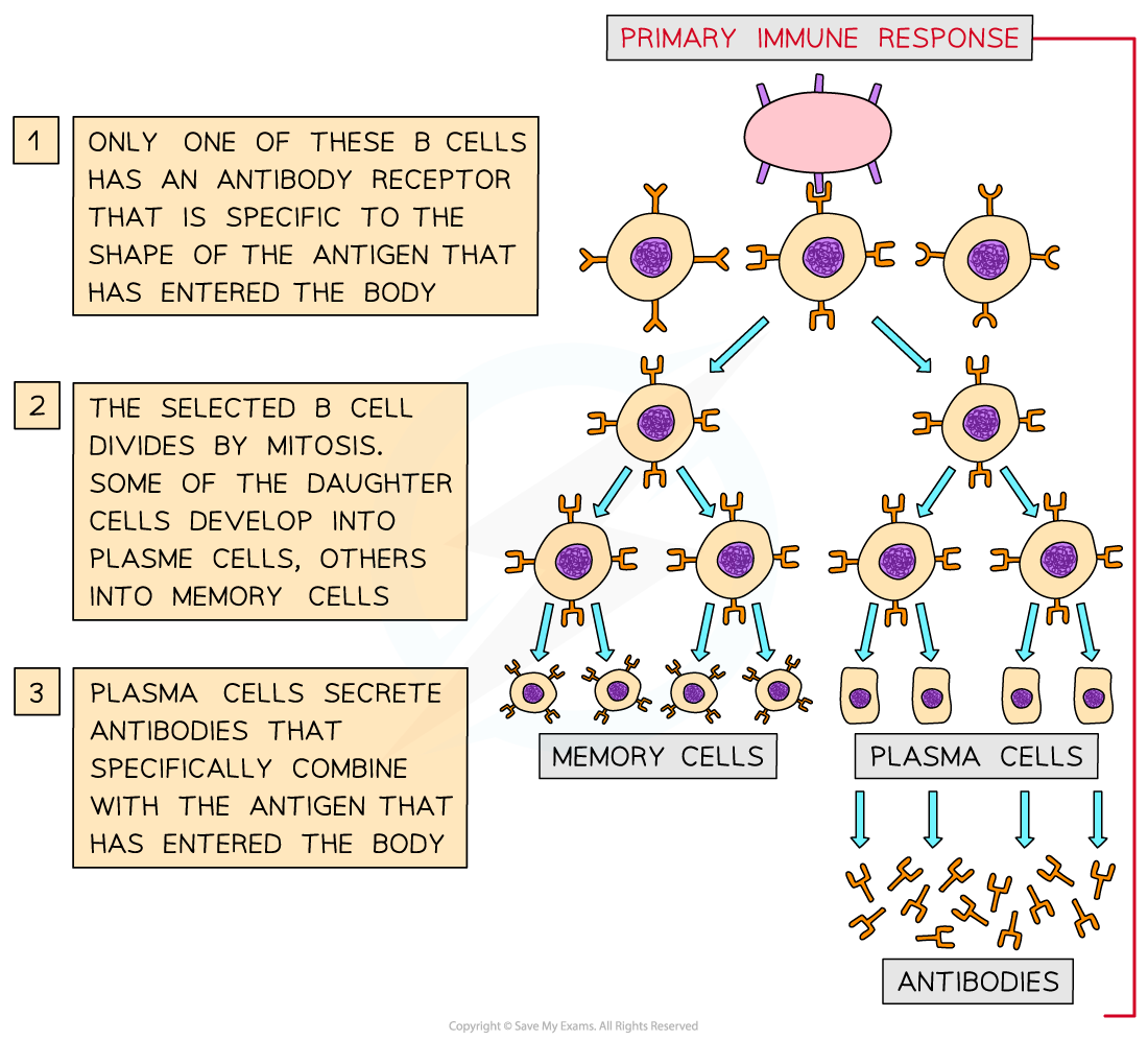 The-function-of-B-lymphocytes-during-a-primary-immune-response