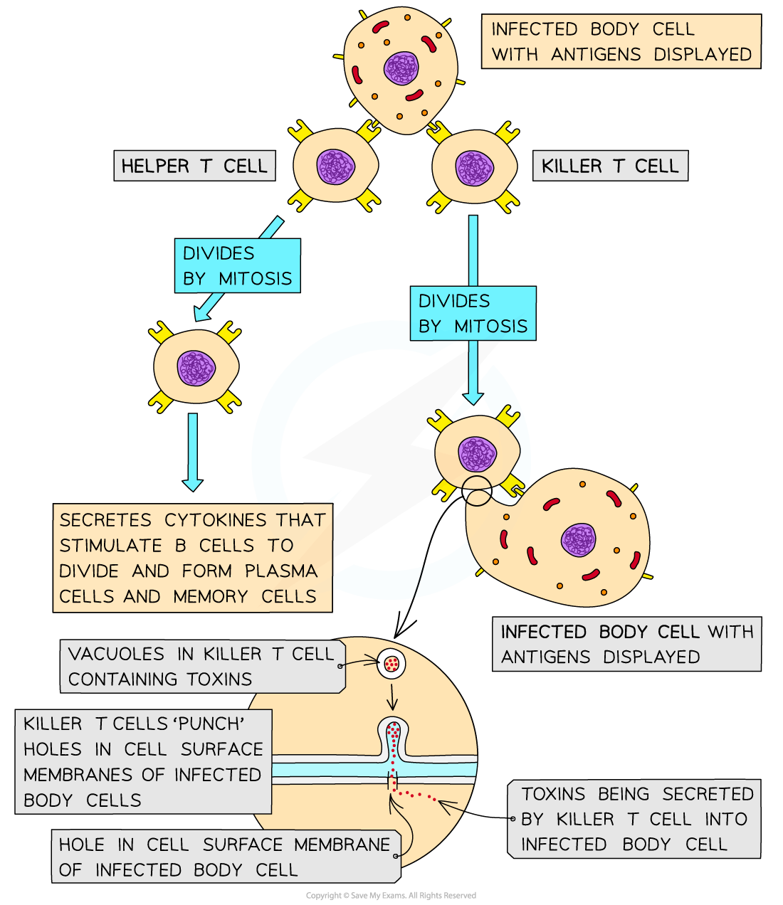 cie-a-level-biology-11-1-3-primary-immune-response